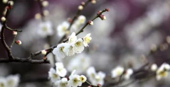 Первый в мире праздник Навруз